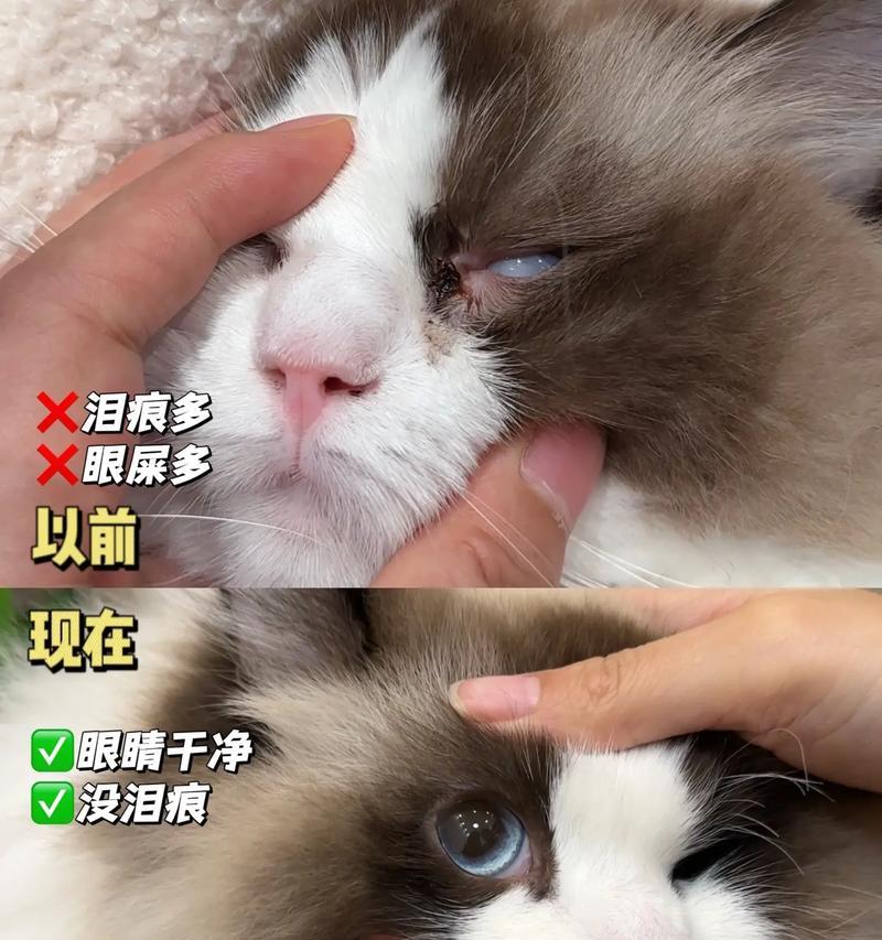 比熊的饮食对泪痕有何影响？（了解比熊的饮食需求，有效减少泪痕）