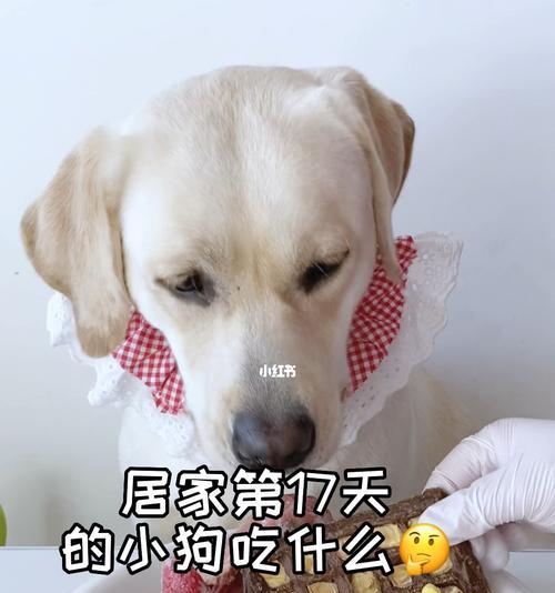 出生三天的小狗吃什么吐什么的原因解析（小狗吃食物后为什么会呕吐，）