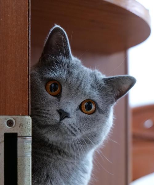 可爱小猫的魅力（了解小猫的外貌和特征，让你爱不释手）