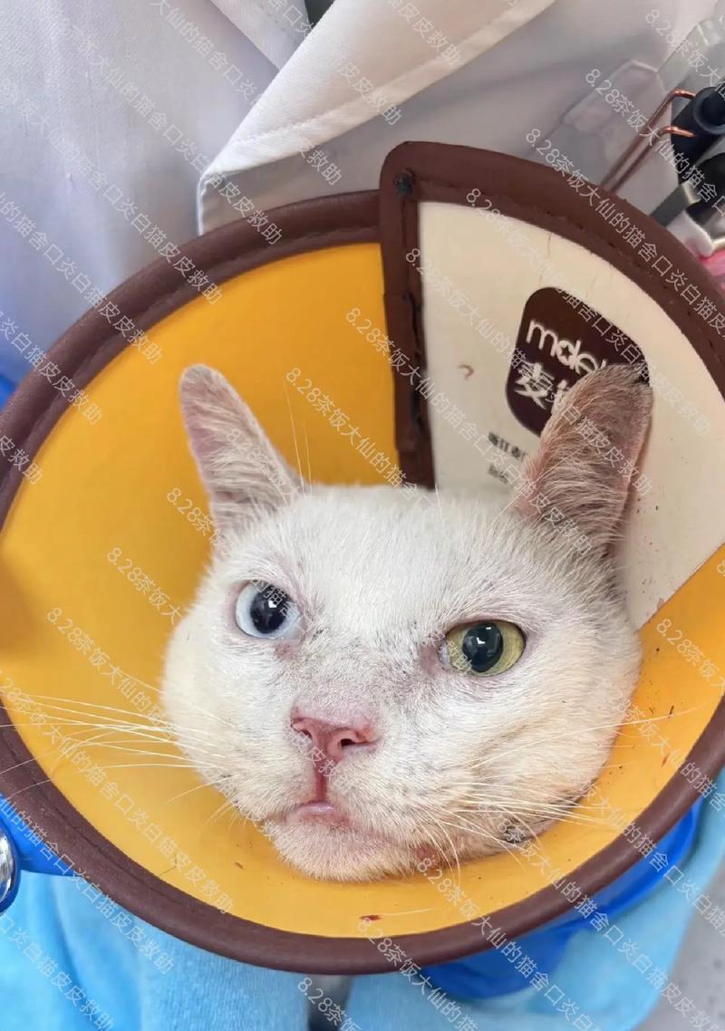 为什么猫需要拔牙？（探究猫咪口腔健康的重要性和拔牙的必要性）