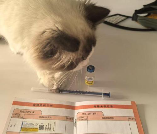 猫咪八个月打什么疫苗？（详解猫咪八个月时需要接种的疫苗及作用）
