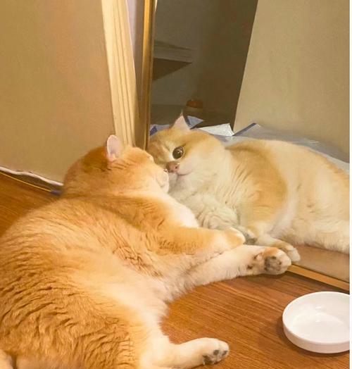 为什么猫会一直舔腿？（探寻猫咪舔腿的原因及意义）