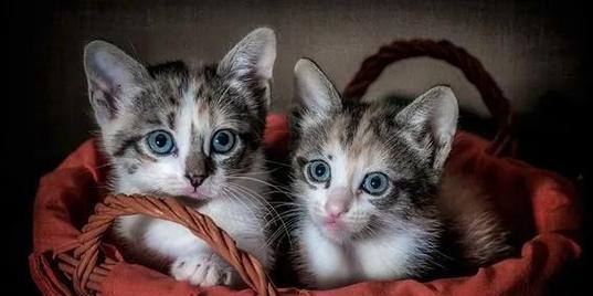 小猫为什么喜欢在人身上踩？（解析猫咪行为中的踩踏行为）