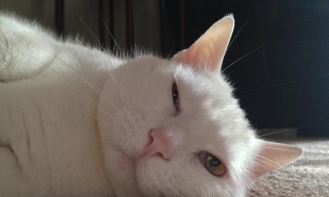 耷拉猫（探索耷拉猫的独特特征及饲养方法）
