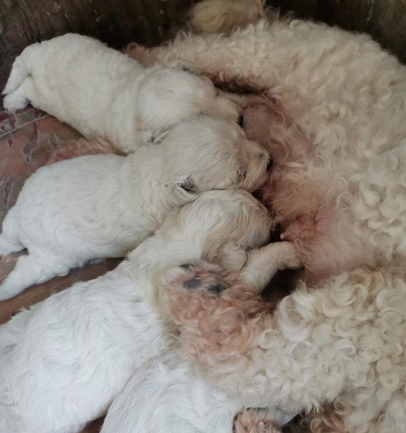 四个半月的比熊适合吃什么？（宠物比熊在成长阶段的饮食要求及建议）