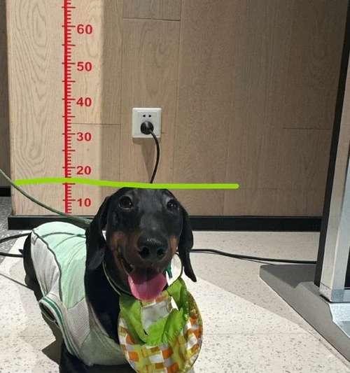 短毛腊肠犬的价格及相关因素（了解腊肠犬价格的关键因素及范围）
