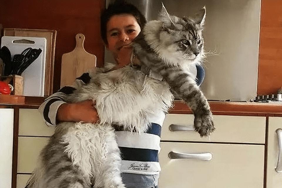 探索大型猫的壮丽世界（从雄壮的狮子到敏捷的豹子，探索大型猫群体的壮丽景观）