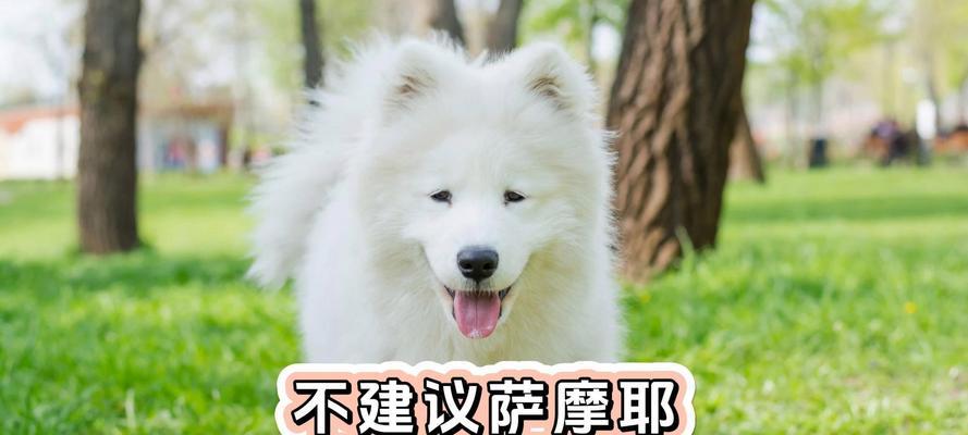 狗狗的饮食需求（维持健康生活，满足狗狗的营养需求）