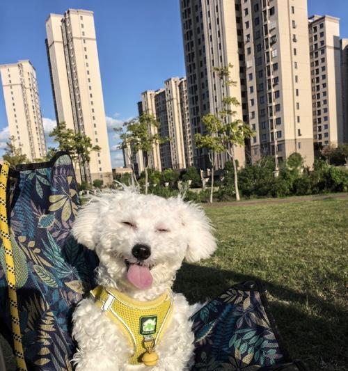 内蒙古适合养的狗种及养护指南（内蒙古的气候环境适合养哪些狗？）