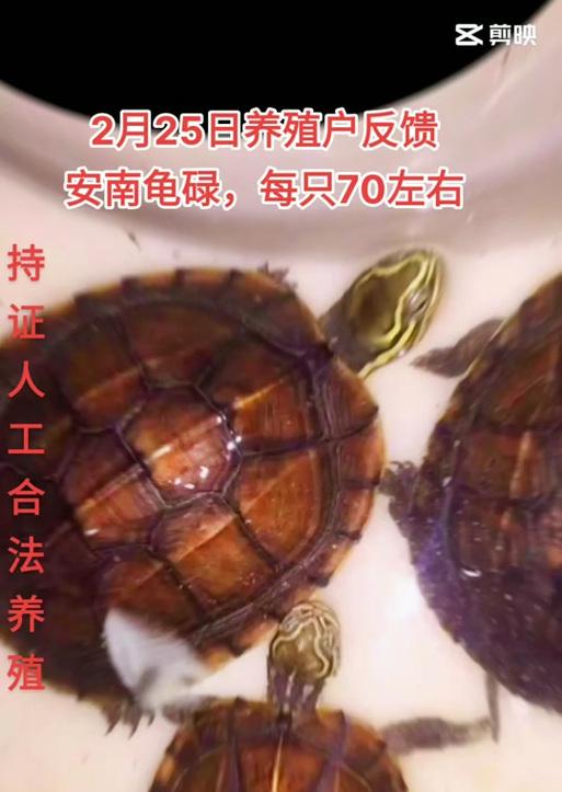 以安南龟为主题的全面介绍（探索安南龟的特征、习性和保护现状）