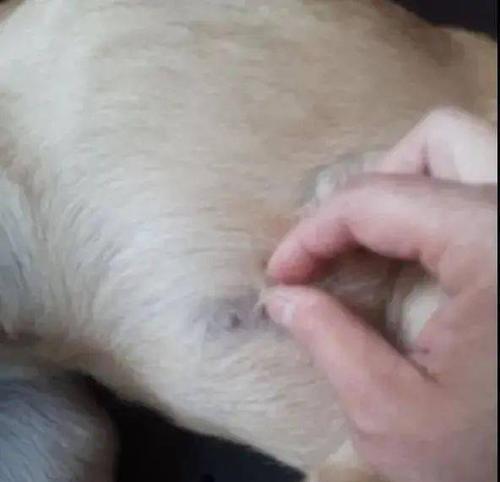 揭秘怀孕狗狗乳头的变化（了解狗狗怀孕过程中乳头的生理变化）