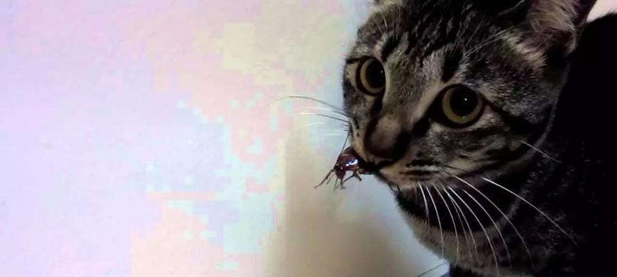 探讨猫喜欢吃蟑螂的原因（揭开猫咪口中蟑螂的诱人之处）