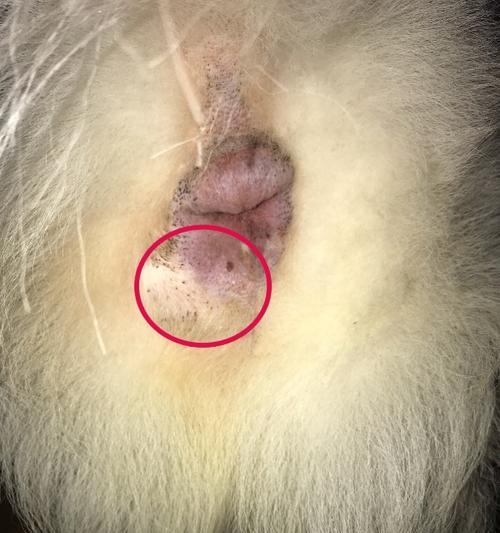 狗为什么会咬自己屁股的毛？（探究狗咬自己屁股毛的原因及解决方法）