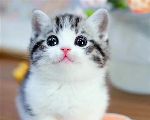 探寻最萌猫咪品种的魅力（解锁猫奴们心中最想拥有的萌物宠）