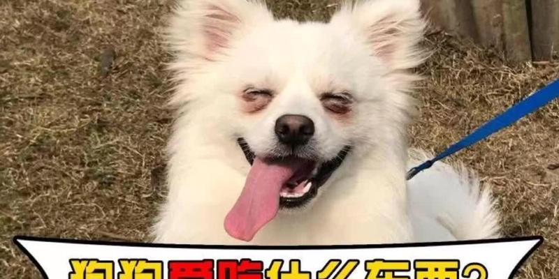两个月大的狗吃什么？（了解幼犬饮食需求，让你的宠物健康成长）