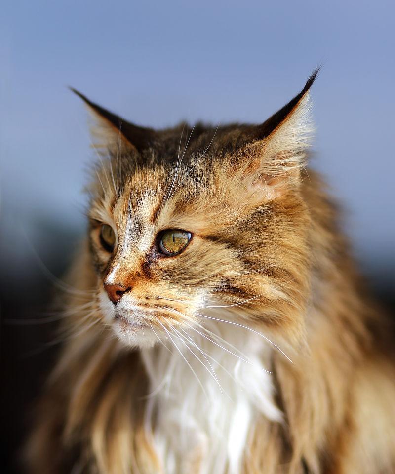 探讨美丽猫咪的特点和魅力（了解什么样的猫咪被视为美丽的标准）
