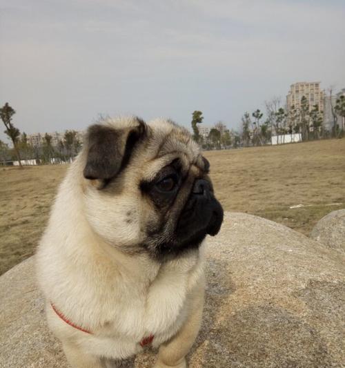 揭秘以巴哥犬的高贵之色（探寻以巴哥犬主要颜色及其背后的意义）