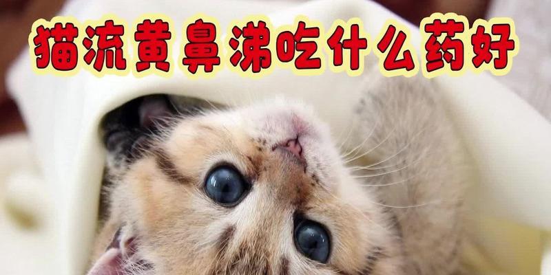 猫脸发黄？这可能是因为吃了什么！（猫脸发黄的原因及调理方法，你知道吗？）