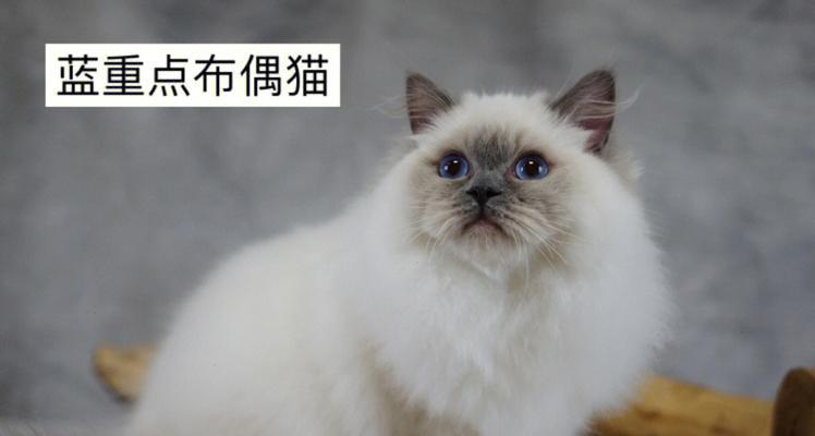 如何选择适合的布偶猫颜色（从外观到性格，了解布偶猫各种颜色的特点）