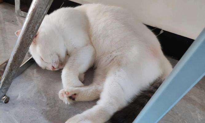 消除家中猫味的有效方法（拥有宠物猫却不留猫味，你需要知道的秘诀）