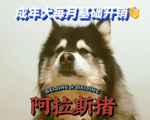 阿拉斯加成年犬的饮食需求及注意事项（营养均衡是健康的关键）