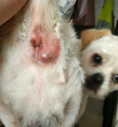 狗狗肛门肿了该如何处理？（寻找适合治疗狗狗肛门肿的药物）