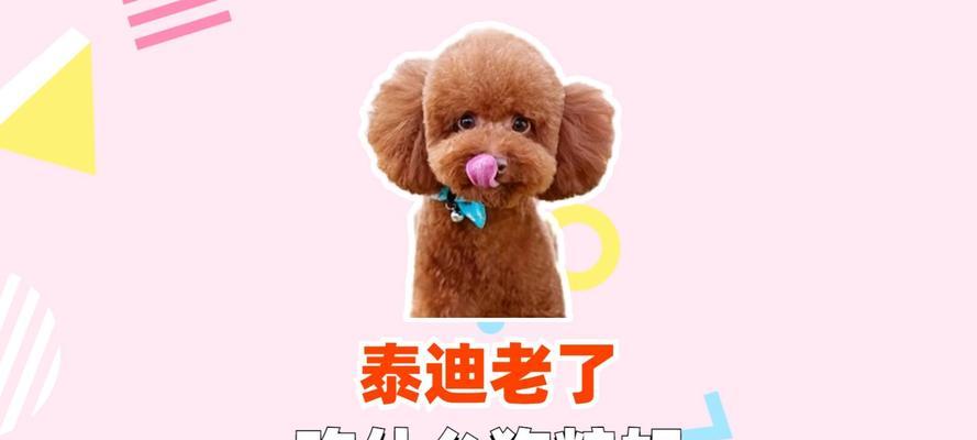 泰迪爱吃的食物，给它健康美丽的皮肤（泰迪犬所需的营养元素及其来源）