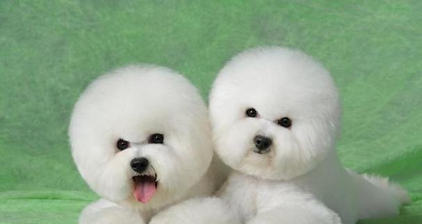 可爱长得像小熊的狗——泰迪犬的魅力（探寻泰迪犬的可爱与聪明，带你了解这个逗趣的小家伙）