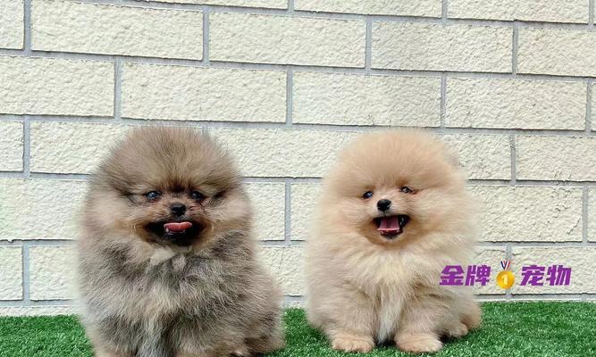 博美犬疫苗接种时间及注意事项（了解博美犬疫苗接种的最佳时间和必要步骤，让你的宠物健康无忧）