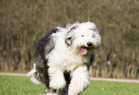 如何正确修剪英国牧羊犬的毛发（细致分析英国牧羊犬修毛的技巧与要点）