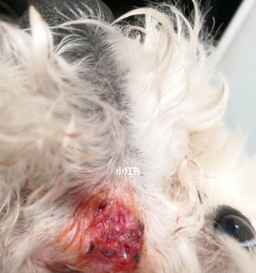 狗鼻孔出血病因及治疗方法（狗鼻孔出血的疾病种类、常见原因和治疗方法）