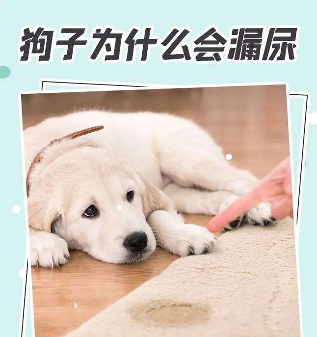 为什么狗狗不能避孕？（探究狗狗不能避孕的原因及其影响）