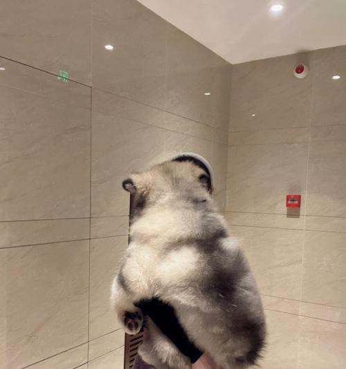 阿拉斯加犬的玩耍方式