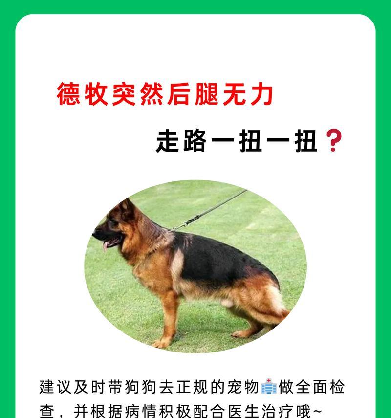 以德牧配上有什么症状？（探索德国牧羊犬的常见健康问题及症状）
