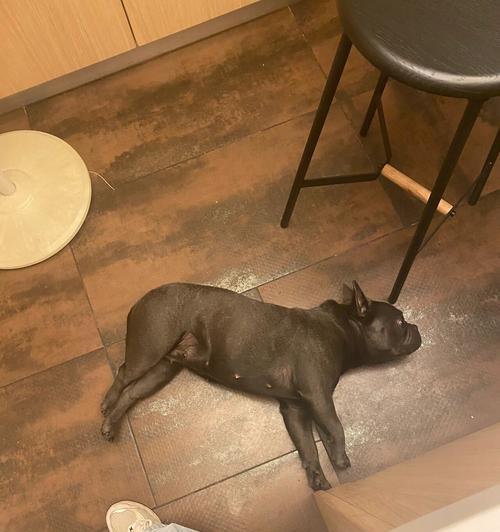 以法斗纯——一种纯种法国斗牛犬的品种特征与养护方法（了解以法斗纯，让你成为专业的法国斗牛犬爱好者）