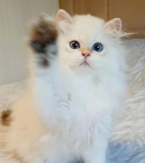 AnIntroductiontotheAppearanceofBritishShorthairQueens