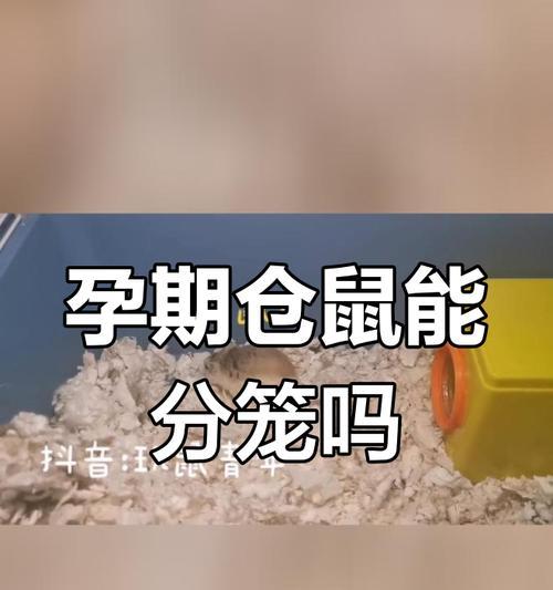 仓鼠孕期饮食指南（探索仓鼠孕期的营养需求和食物选择）