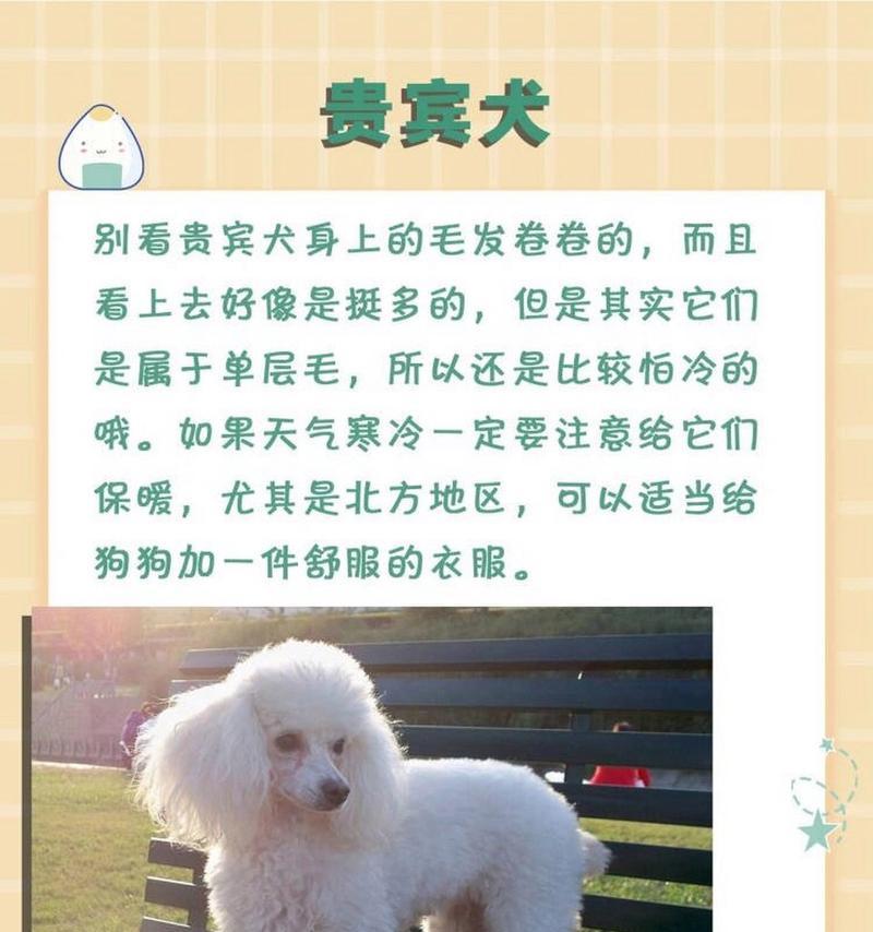 新家迎来吉娃娃狗的注意事项（让吉娃娃狗安心适应新家的15个关键要点）