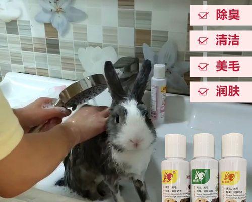 兔子洗澡的正确方式（选择合适的洗澡产品和注意事项）