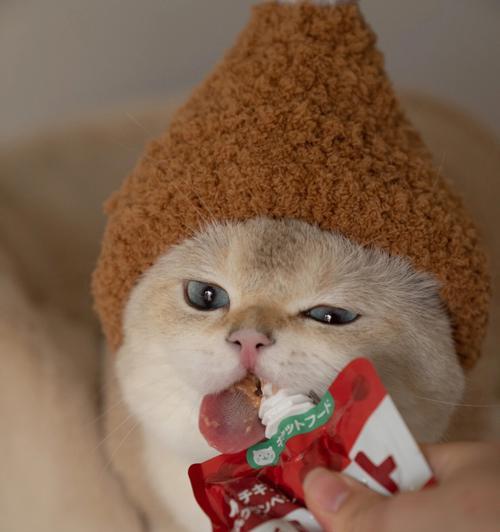 小猫咪的饮食之谜（探索小猫咪的营养需求与饮食习惯）