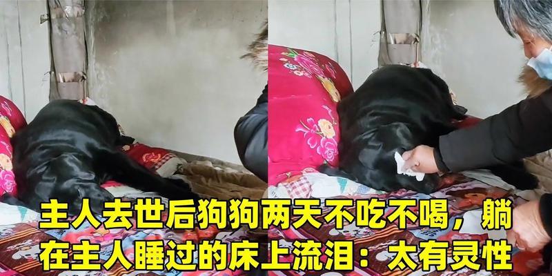 为什么狗狗会流眼泪？（探究狗狗流眼泪的原因及处理方法）