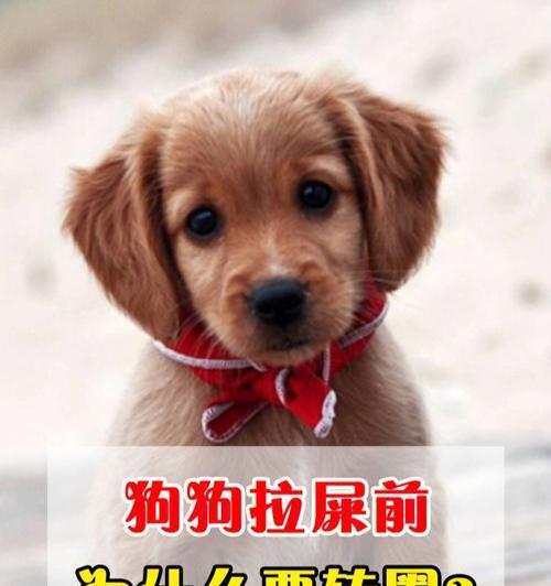 解读狗狗拉屎的颜色表（了解狗狗健康的关键指标——拉屎颜色）