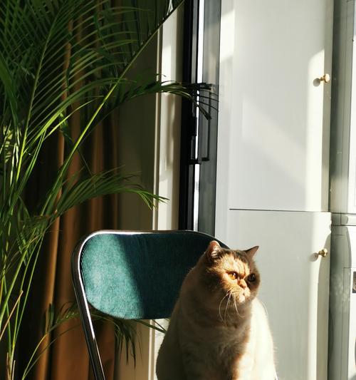 加菲猫便血的原因及处理方法（探究加菲猫便血的成因和如何妥善处理）