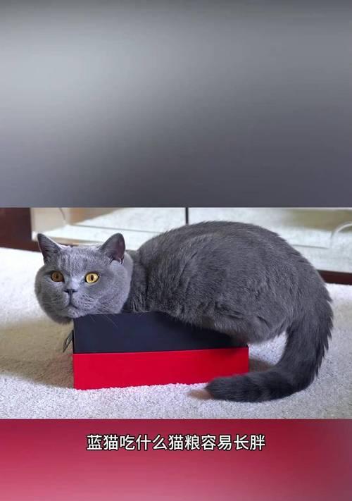 小蓝猫的健康饮食（为不到两个月大的小蓝猫提供合适的食物）