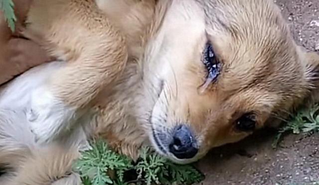 幼犬死了的预兆及其含义（揭示宠物世界中的神秘信号，提醒主人们警惕幼犬健康问题）