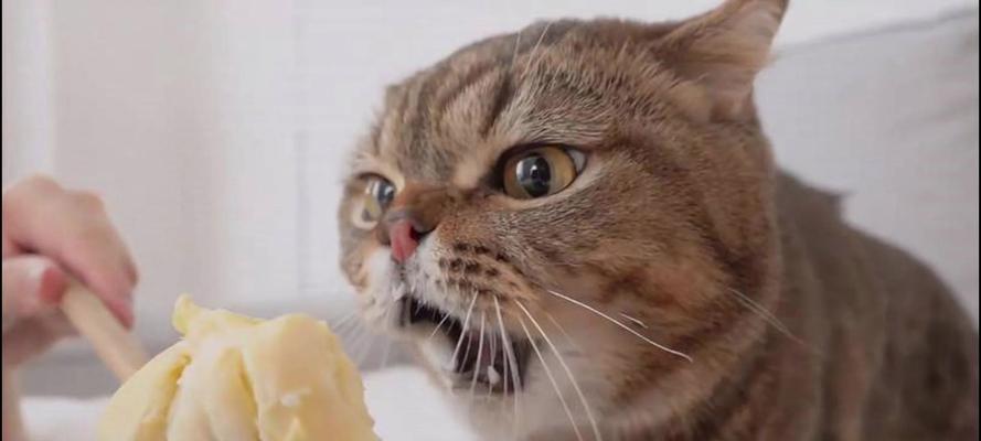小猫的饮食习惯与人类食物（了解小猫可以吃的食物种类及注意事项）