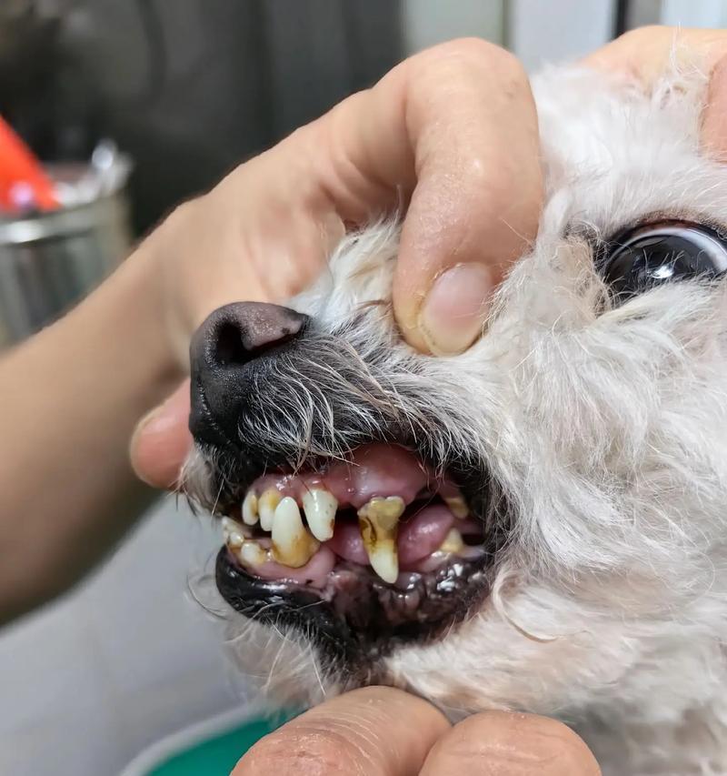 狗牙结石的危害与预防方法（揭开狗牙结石的神秘面纱，保护宠物口腔健康）