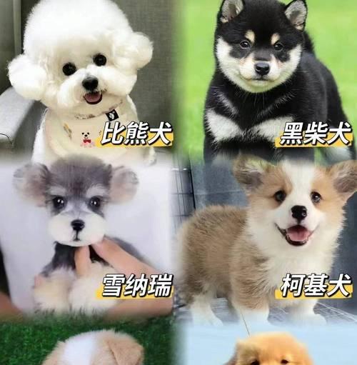购买金毛的注意事项（如何选择合适的金毛犬——）