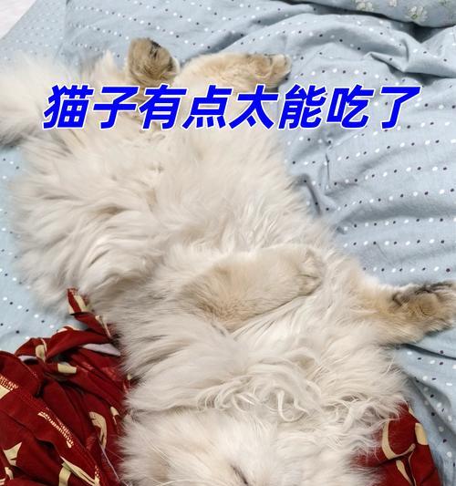 小猫的饮食问题（科学喂养小猫，保证健康成长）