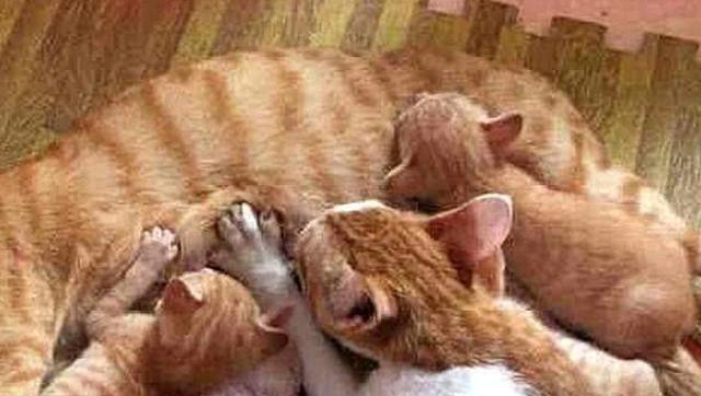 猫为什么以吸奶动作为主题？（猫的吸奶行为及其背后的原因）